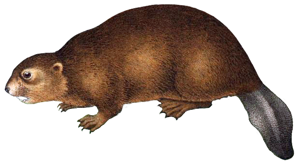 eurasian beaver transparent