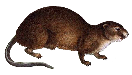 muskrat transparent