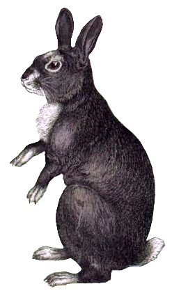 european rabbit