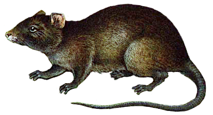 brown hunched rat transparent