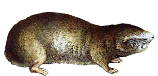 greater blind mole rat