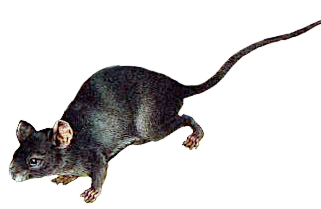 grey field mouse transparent